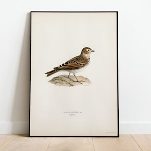 Skylark Bird Wall Art Print Poster | High Quality Archival Classic Home Decor Giclee Vintage Nature Bird Artwork