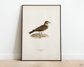 Poster con stampa artistica da parete Skylark Bird / Decorazione per la casa classica d'archivio di alta qualità Giclée Vintage Nature Bird Artwork