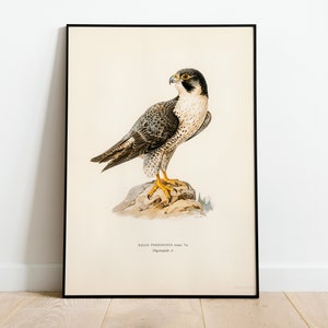 Stampa artistica da parete con falco pellegrino, uccello rapace, poster / Decorazione per la casa classica d'archivio di alta qualità, giclée, opera d'arte vintage sulla natura, uccello