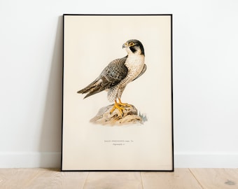 Peregrine Falcon Bird Of Prey Wall Art Print Poster | High Quality Archival Classic Home Decor Giclee Vintage Nature Artwork Bird