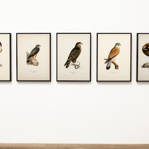 Bird Of Prey Collection Wall Art Print Poster | Peregrine Falcon Merlin Buzzard Kestrel Golden Eagle | 5x Quality Home Decor