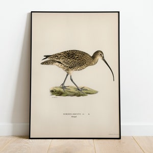 Póster con impresión artística de pájaro zarapito para pared, decoración clásica para el hogar de archivo de alta calidad, obra de arte vintage de naturaleza Giclée, impresión de pájaro