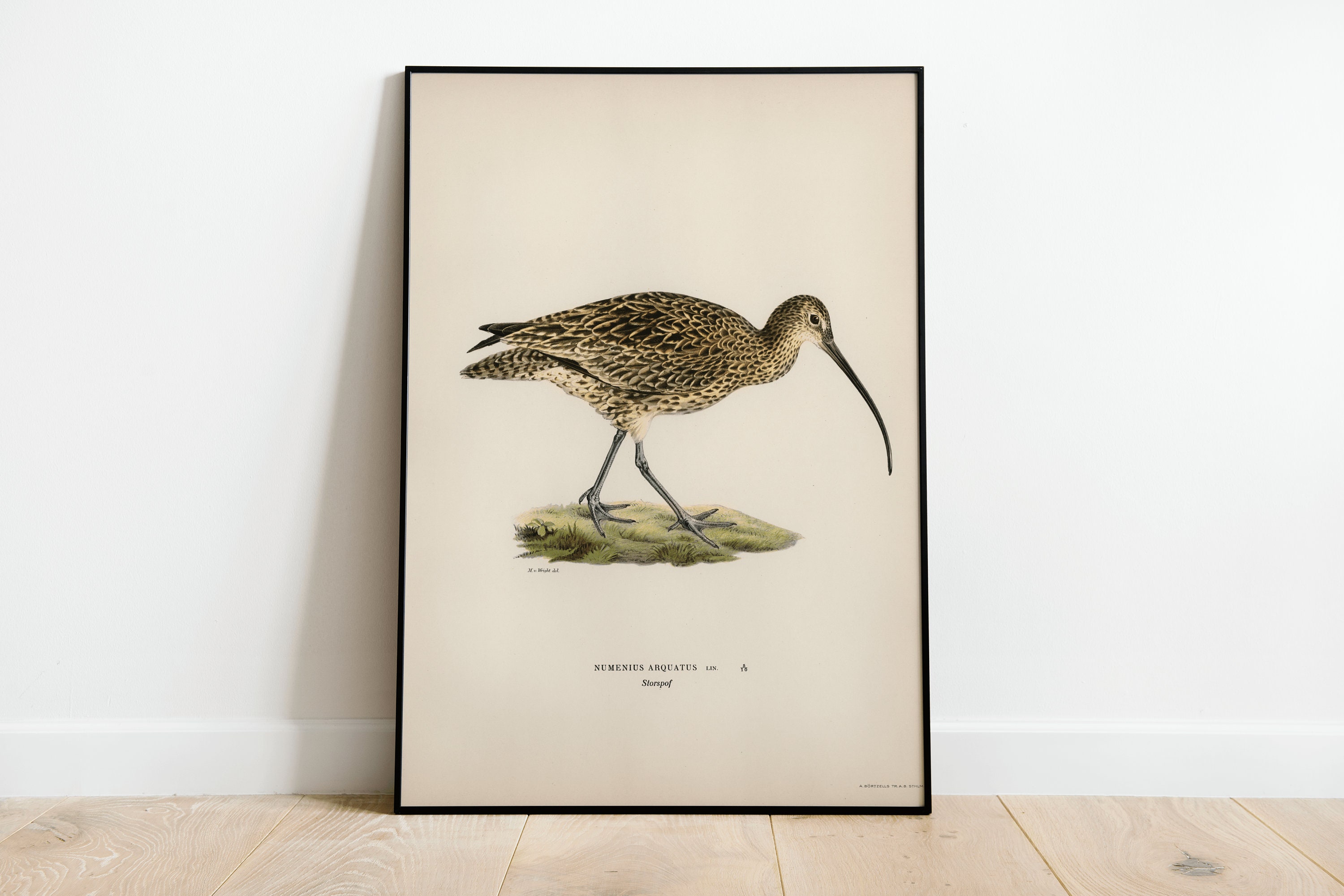 Brachvogel Vogel Wand Kunst Druck Poster | Hochwertiges Archival Classic Home Decor Giclee Vintage Natur Kunstwerk Vogel Druck