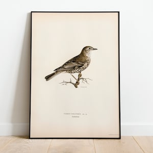 Mistle Thrush Bird Wall Art Print Poster | High Quality Archival Classic Home Decor Giclee Vintage Nature Bird Artwork