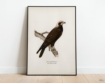 Marsh Harrier Bird Of Prey Wall Art Print Poster | High Quality Archival Classic Home Decor Giclee Vintage Nature Artwork Print