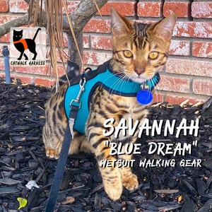 Best cat harness canada online