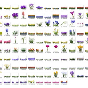105 Frühlingsblumen Overlays, Wildblumen Overlays, Photoshop Overlays, Farbe Frühlingsblumen Overlays, PNG Datei, Frühling Overlays Bild 2