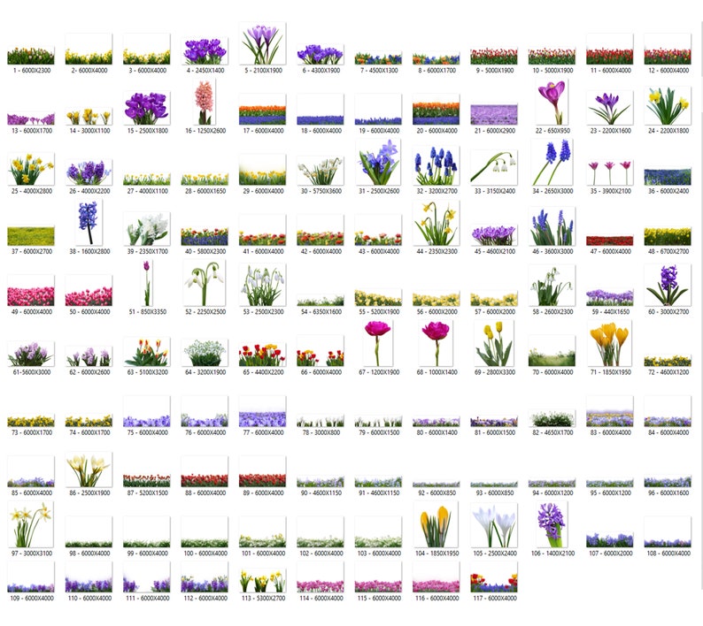 105 Frühlingsblumen Overlays, Wildblumen Overlays, Photoshop Overlays, Farbe Frühlingsblumen Overlays, PNG Datei, Frühling Overlays Bild 2