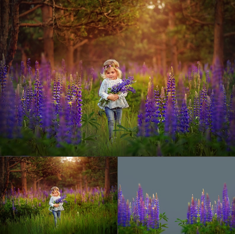 95 Blumen-Overlays, Wildblumen-Overlays, Photoshop-Overlays, Lupins-Overlays, Bluebell-Overlays, Farbblumen-Overlays, Sommer, Frühling Bild 3