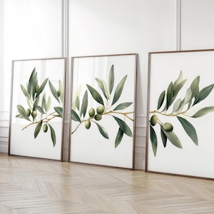 Könnte beinhalten: Drei gerahmte Drucke von Aquarellmalereien von Olivenzweigen mit grünen Blättern und Oliven. Die Drucke werden an einer weißen Wand ausgestellt.