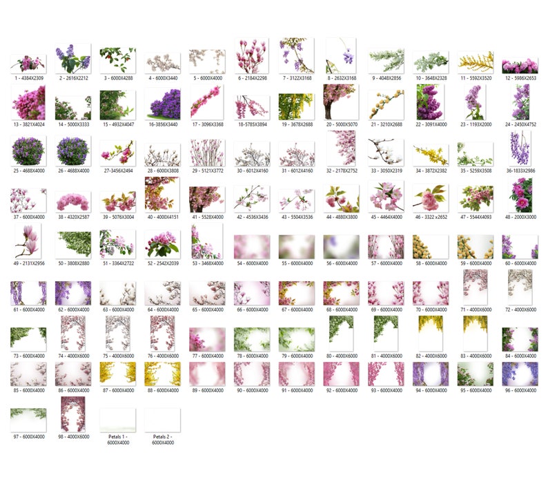 95 Blühende Baumzweig Overlays, Blumenzweige Overlays, Blühende Bäume, Magnolien-Overlays, Glyzinien-Overlays, Frühling-Overlays, Sommer Bild 2