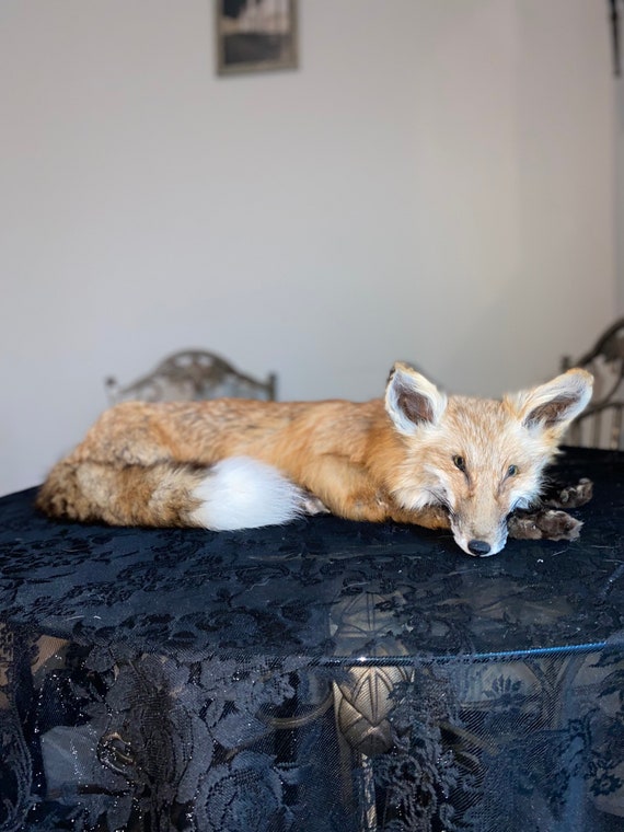 Large Red Fox Softmount Taxidermy Etsy