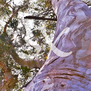 May include: Low-angle shot of a tall tree trunk with peeling bark in shades of purple, gray, and brown. The tree's branches and green leaves are visible against a bright sky. The image is taken from below, looking upwards.