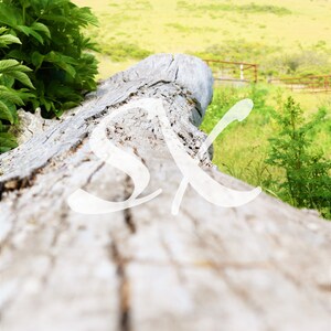Gray and Green Fallen Tree Photograph - Digital Wallpaper - Background - Stock Image - Clip Art - Wedding/Graduation Announcement Backdrop