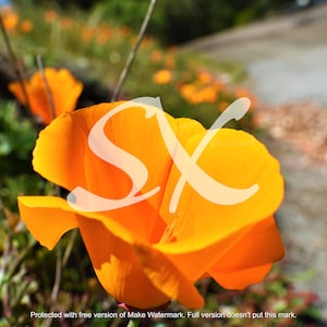 Photo de fleur de pavot orange-papier peint numérique-arrière-plan-image-clipart-toile de fond faire-part de mariage/soirée de remise des diplômes