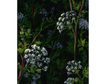 Original - "Poison Hemlock" Acrylic Painting 9x12 on Stretched Canvas