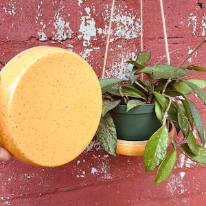 May include: A yellow speckled ceramic hanging planter with a green plant inside. The plant has long, trailing vines with green leaves.