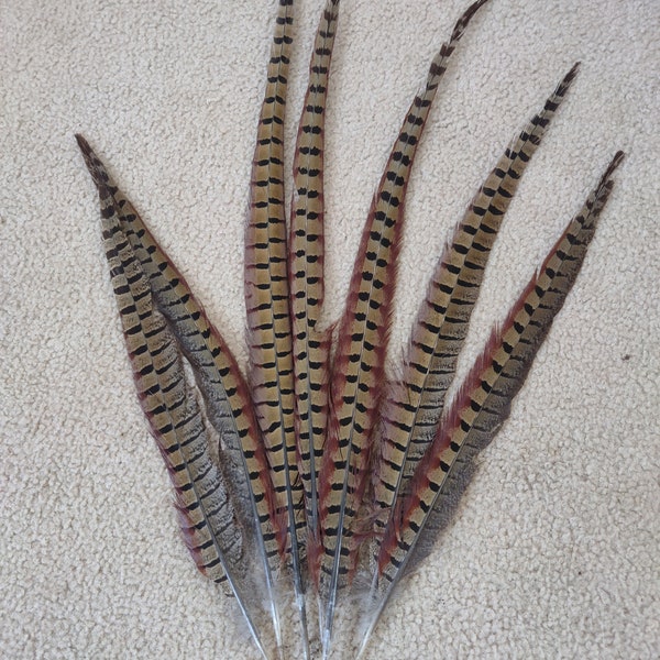 Rooster Tail Feathers