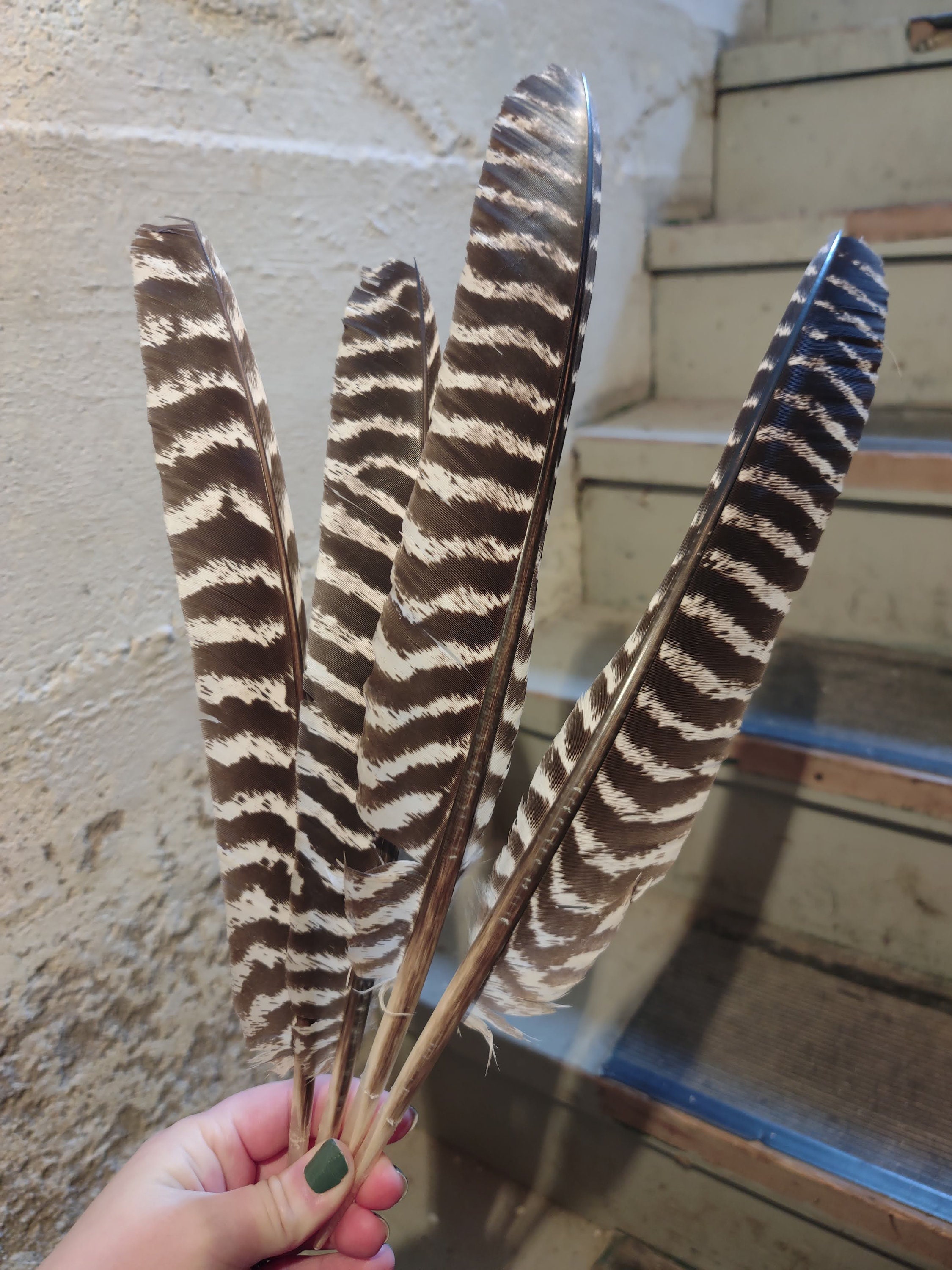 Wild Turkey Wing Feathers