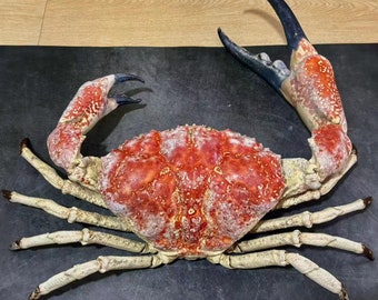 Top Museum Quality Pseudocarcinus gigas Tasmanian King crab taxidermy XL