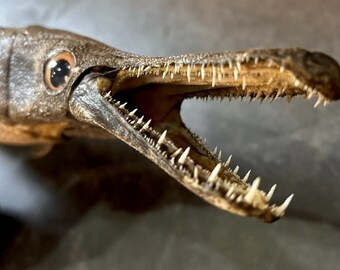 Freshwater Alligator Gar Fish Taxidermy Shark Taxidermy