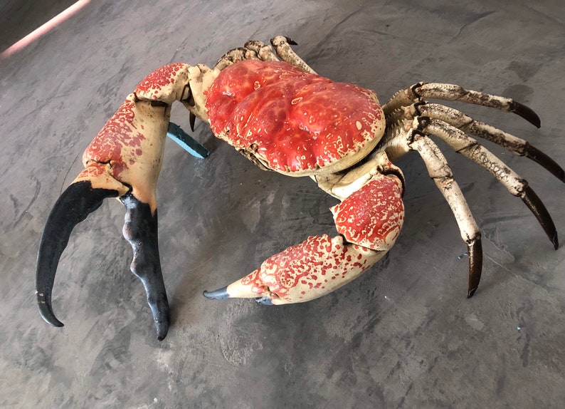 Pre-Order Top Museum Quality Pseudocarcinus gigas Tasmanian King crab taxidermy XL image 3