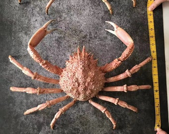 Top Museum Quality Libinia emarginata Spider crab taxidermy