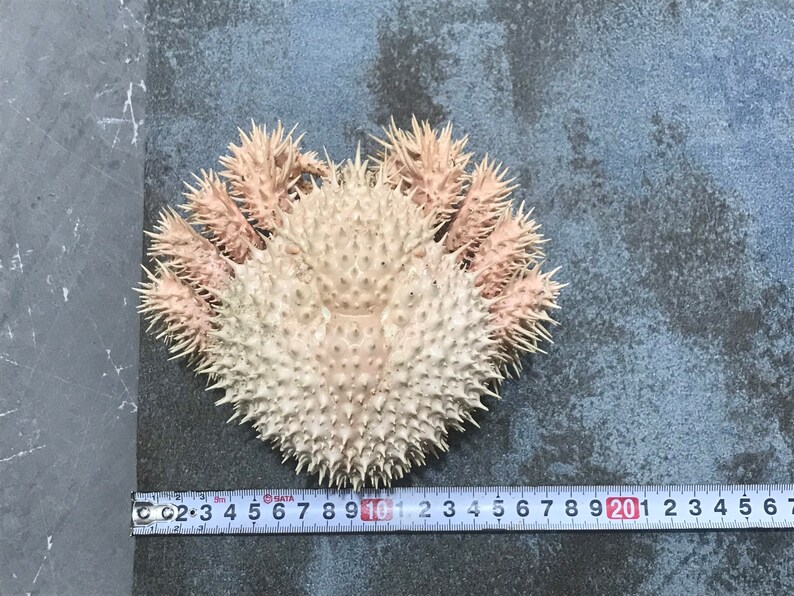 Paralomis Histrix Deep Sea Super Spiny King Crab Taxidermy Etsy Canada