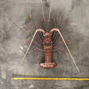 Pre-Order Top Museum Quality Panulirus femoristriga Pink Long Feet Spiny Lobster taxidermy image 5