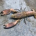 see more listings in the Finished Lobsters section