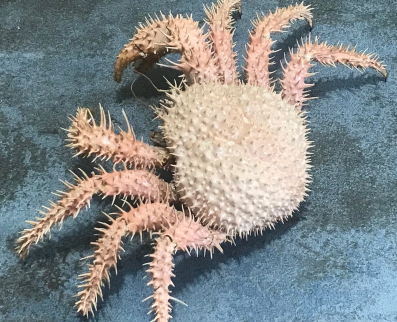 XL Paralomis Histrix Deep Sea Super Spiny King Crab Taxidermy Etsy