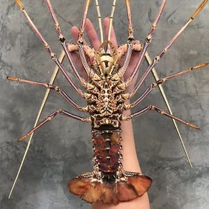 Pre-Order Top Museum Quality Panulirus femoristriga Pink Long Feet Spiny Lobster taxidermy image 4