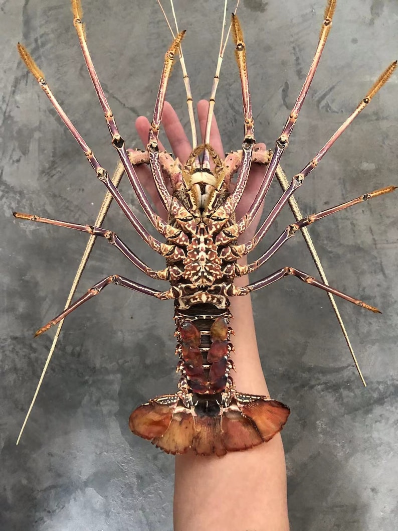Pre-Order Top Museum Quality Panulirus femoristriga Pink Long Feet Spiny Lobster taxidermy image 4