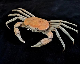 TOP Museum Quality Repainted Chaceon Golden Crystal Crab