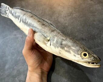 Toman Snakehead Fish Taxidermy Shark Taxidermy