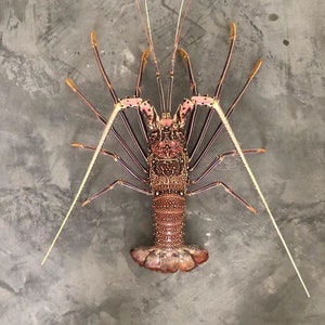 Pre-Order Top Museum Quality Panulirus femoristriga Pink Long Feet Spiny Lobster taxidermy image 9