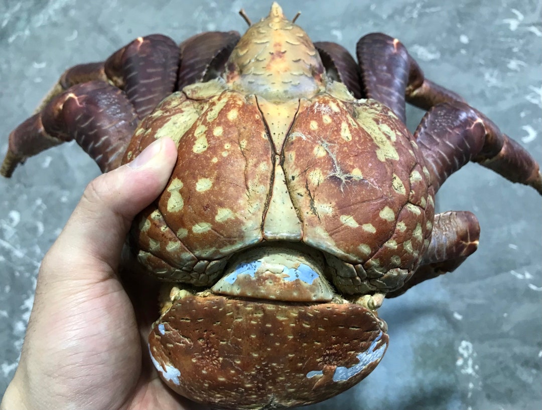 XL Taille Birgus Latro Coconut Crabe Robber Crab Taxidermie Etsy France