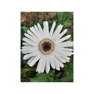Flower Art