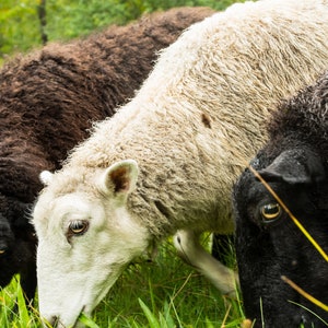 100 % ullgarn från Too Fewe Farm finns i en mängd olika naturliga (utan färgämnen) färger bild 4