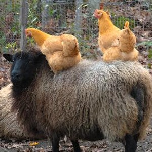100 % ullgarn från Too Fewe Farm finns i en mängd olika naturliga (utan färgämnen) färger bild 3