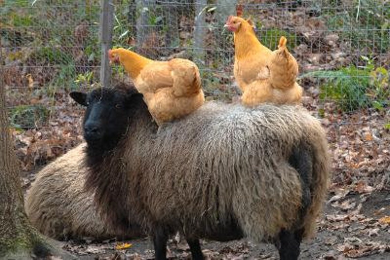 100 % ullgarn från Too Fewe Farm finns i en mängd olika naturliga (utan färgämnen) färger bild 3