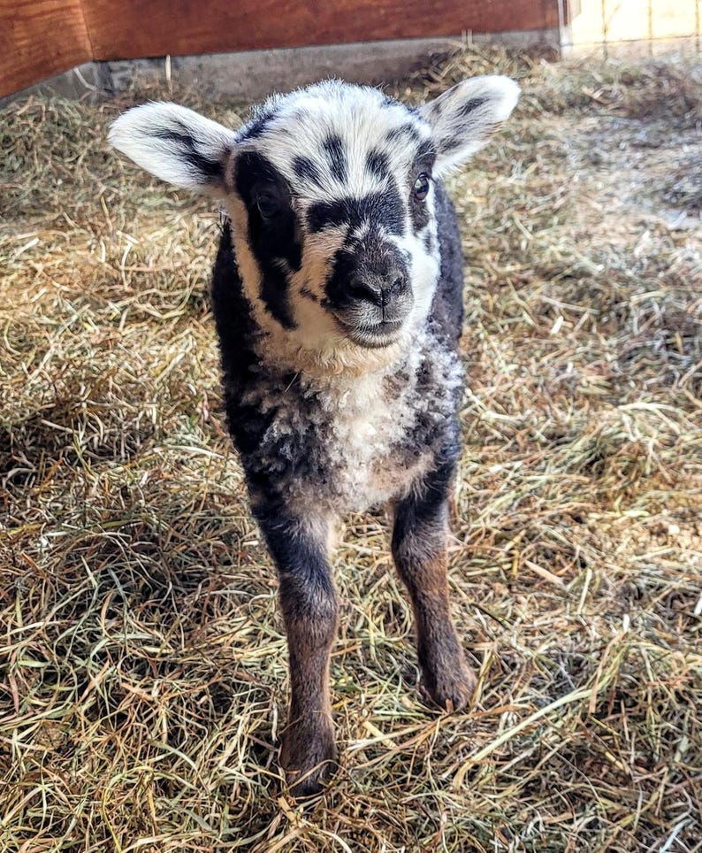 100 % ullgarn från Too Fewe Farm finns i en mängd olika naturliga (utan färgämnen) färger bild 7