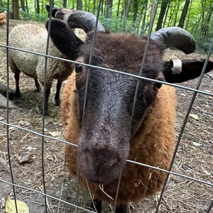 100 % ullgarn från Too Fewe Farm finns i en mängd olika naturliga (utan färgämnen) färger bild 5