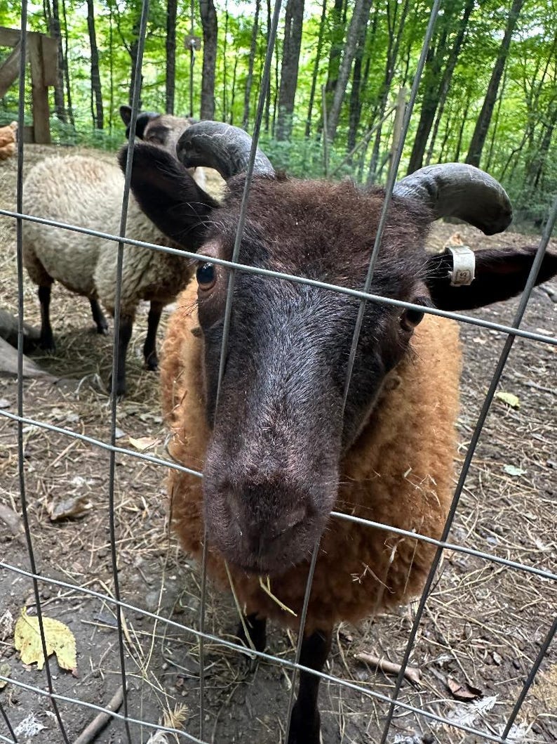 100 % ullgarn från Too Fewe Farm finns i en mängd olika naturliga (utan färgämnen) färger bild 5