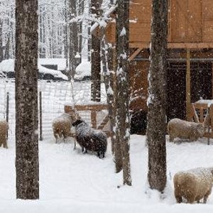 100 % ullgarn från Too Fewe Farm finns i en mängd olika naturliga (utan färgämnen) färger bild 8