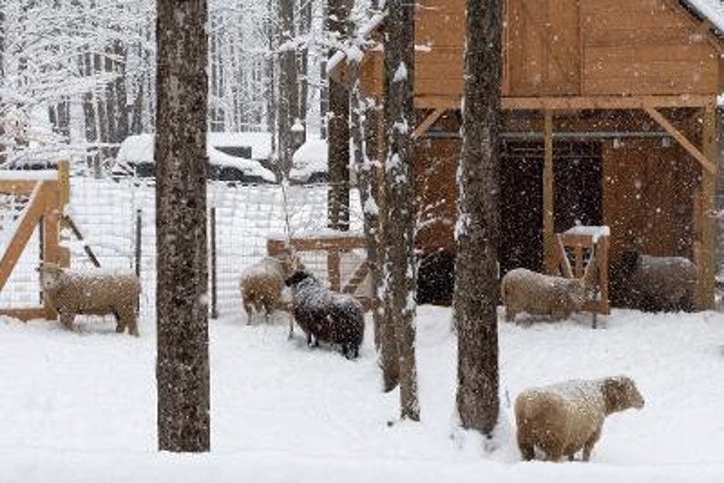 100 % ullgarn från Too Fewe Farm finns i en mängd olika naturliga (utan färgämnen) färger bild 8
