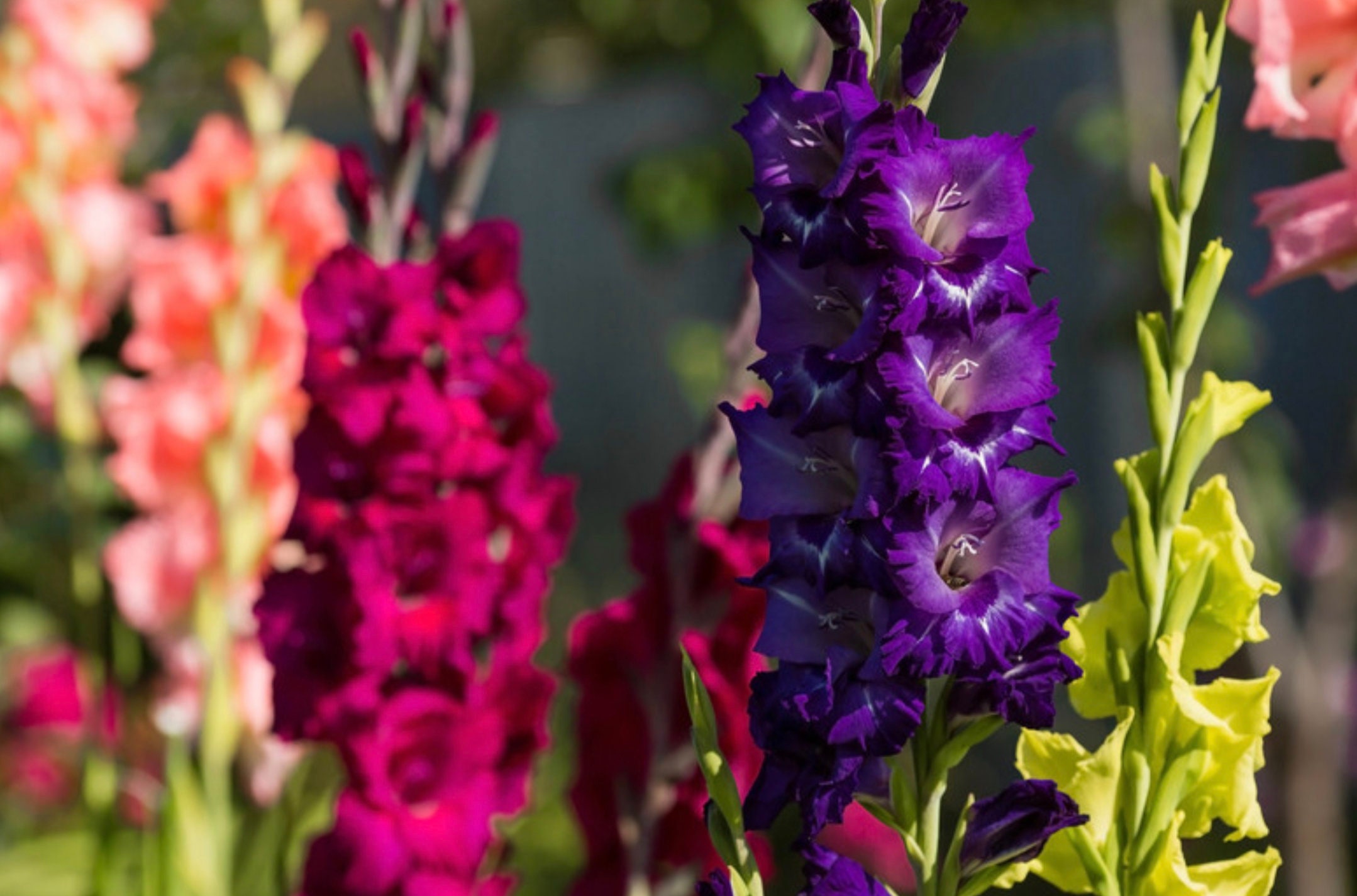 50 Mixed Coloured Gladioli Large Flowering Bulbs Etsy
