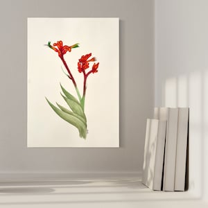 Kangaroo Paw artwork A3