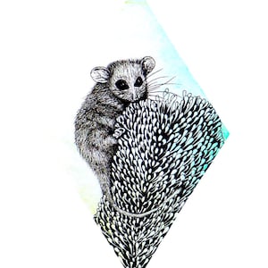 Eastern Pygmy Possum mini work