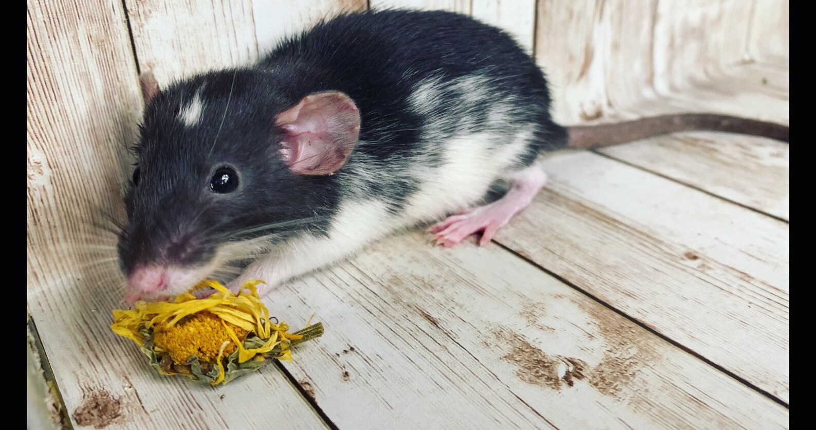 Mouse treat/foraging food mouse enrichment Etsy